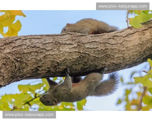 绿茵场上的两只“松鼠”：大宫松鼠与冈萨的恩怨情仇
